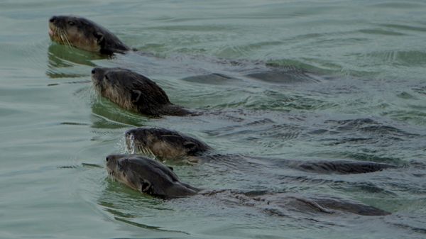 Smooth-coated otters swim in the waters along Changi beach in Singapore on October 9, 2021. - Sputnik International