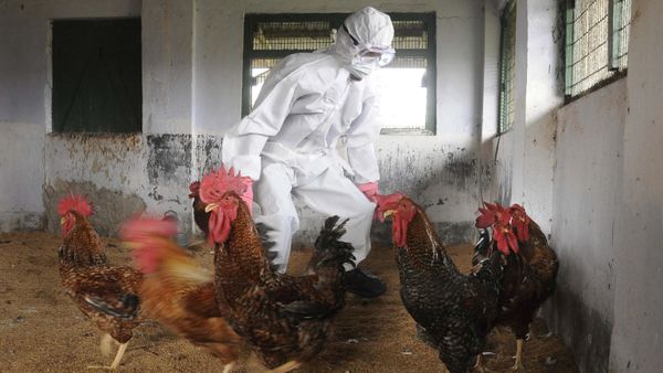 An Indian poultry farm worker attempts to catch a chicken during a culling operation after an outbreak of avian flu  (File) - Sputnik International