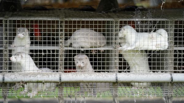 Minks are photographed in a farm in Gjol, in North Jutland, Denmark, on October 8, 2020. - Sputnik International