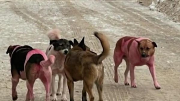 Pink-haired dogs outside Moscow - Sputnik International