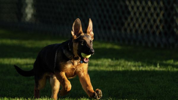 This undated photo obtained from US President Joe Biden's Twitter account through the White House, shows the Biden's new German Shepherd Commander - Sputnik International