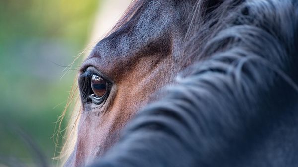 a horse - Sputnik International