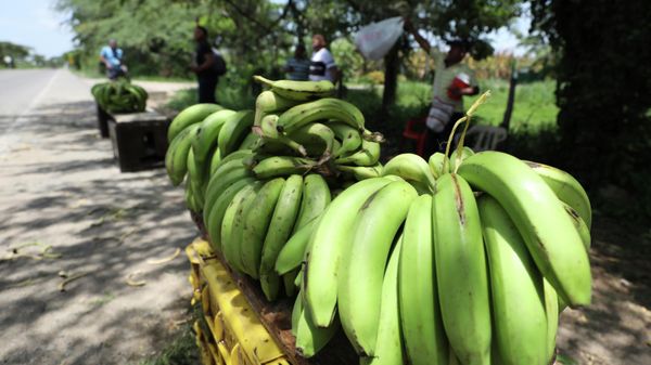 A man sells bananas near a quarantined banana plantation affected by a destructive fungus near Riohacha, Colombia, Thursday, Aug. 22, 2019 - Sputnik International