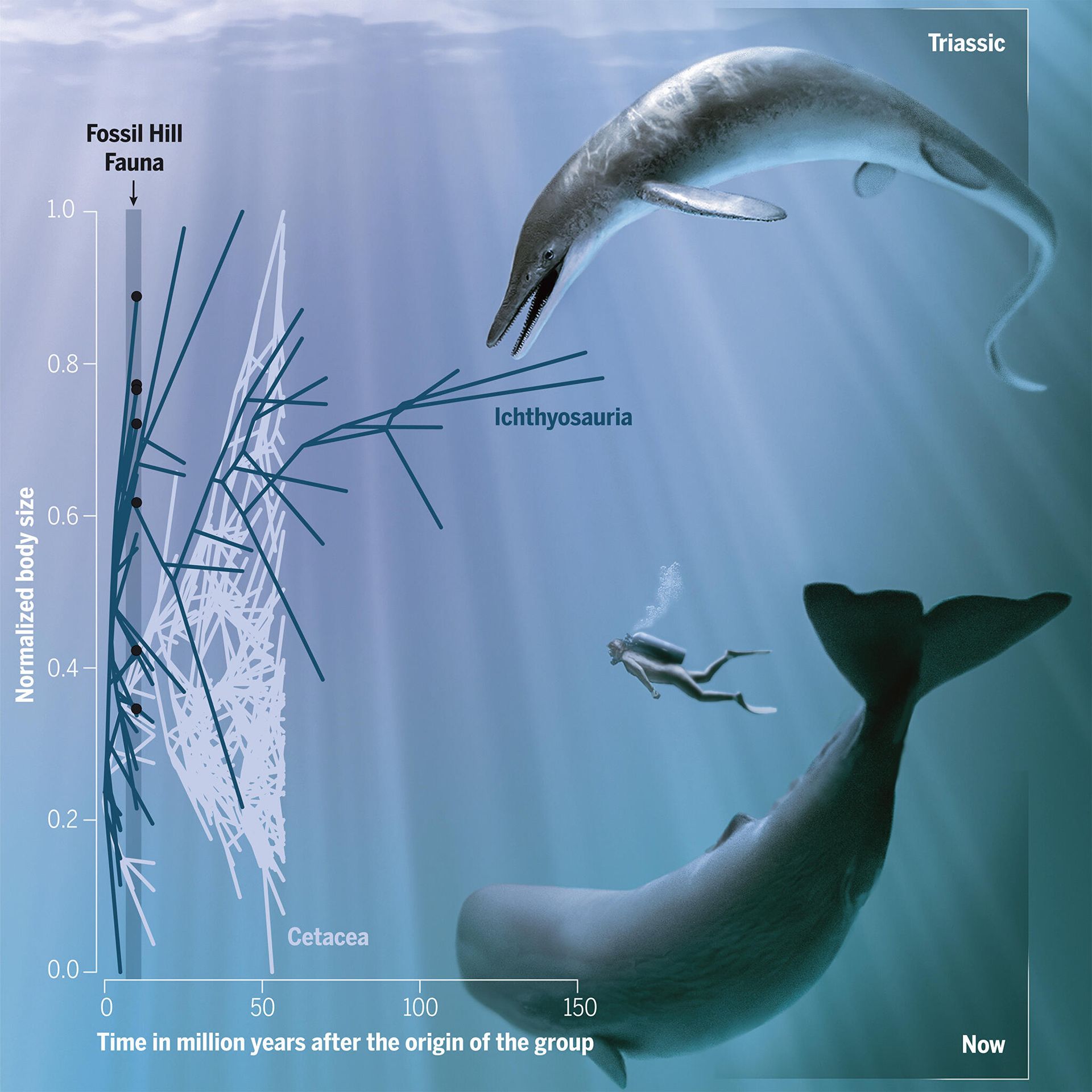 Ichthyosaurs evolved large body sizes earlier in their history than cetaceans. - Sputnik International, 1920, 27.12.2021