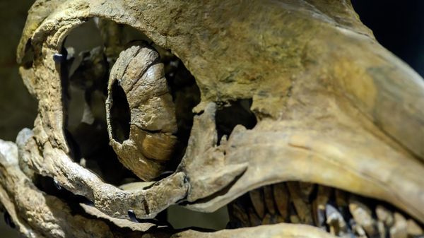 Ichthyosaurus - Sputnik International