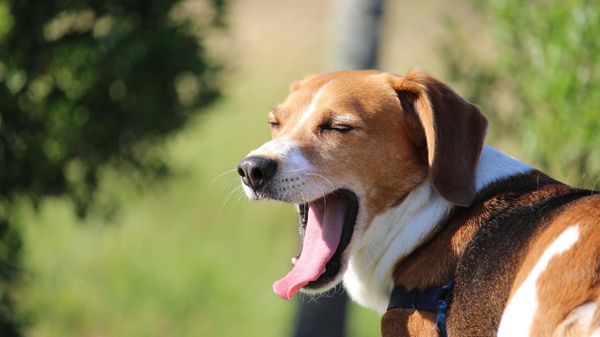Beagle - Sputnik International