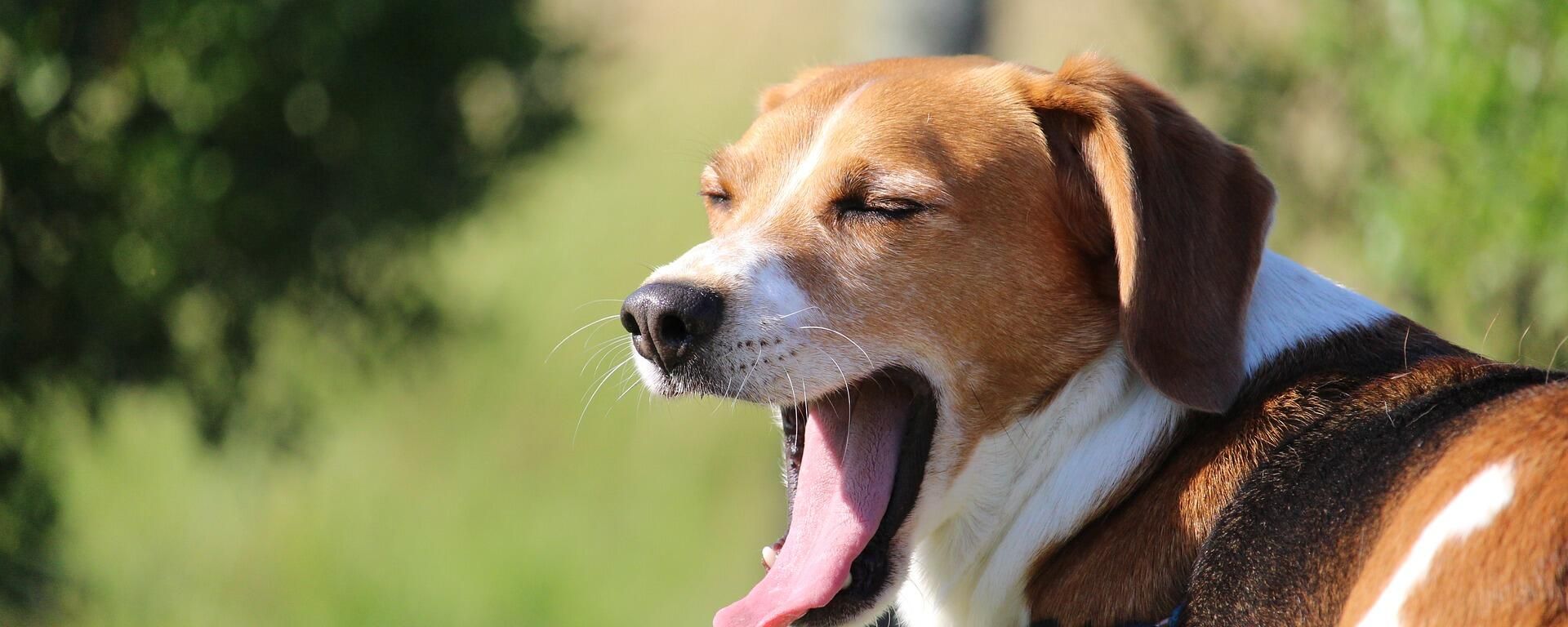 Beagle Beagle - Sputnik International, 1920, 07.01.2022