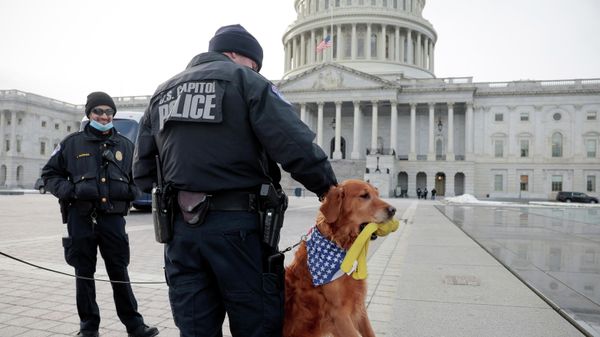Gator, a therapy dog that comforts people dealing with trauma, visits the United States Capitol Police on the first anniversary of the January 6, 2021 attack in Washington, U.S., January 6, 2022.  - Sputnik International