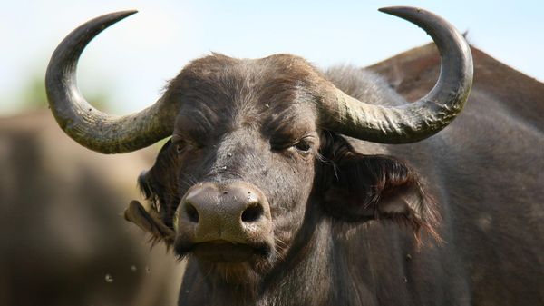 Buffalo - Sputnik International