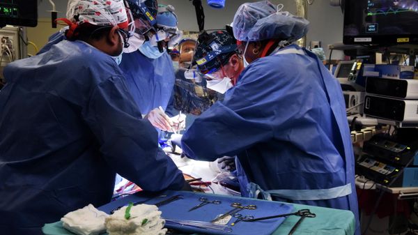 Surgeon performs pig heart transplant in Baltimore - Sputnik International