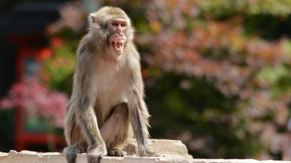 Monkey - Sputnik International