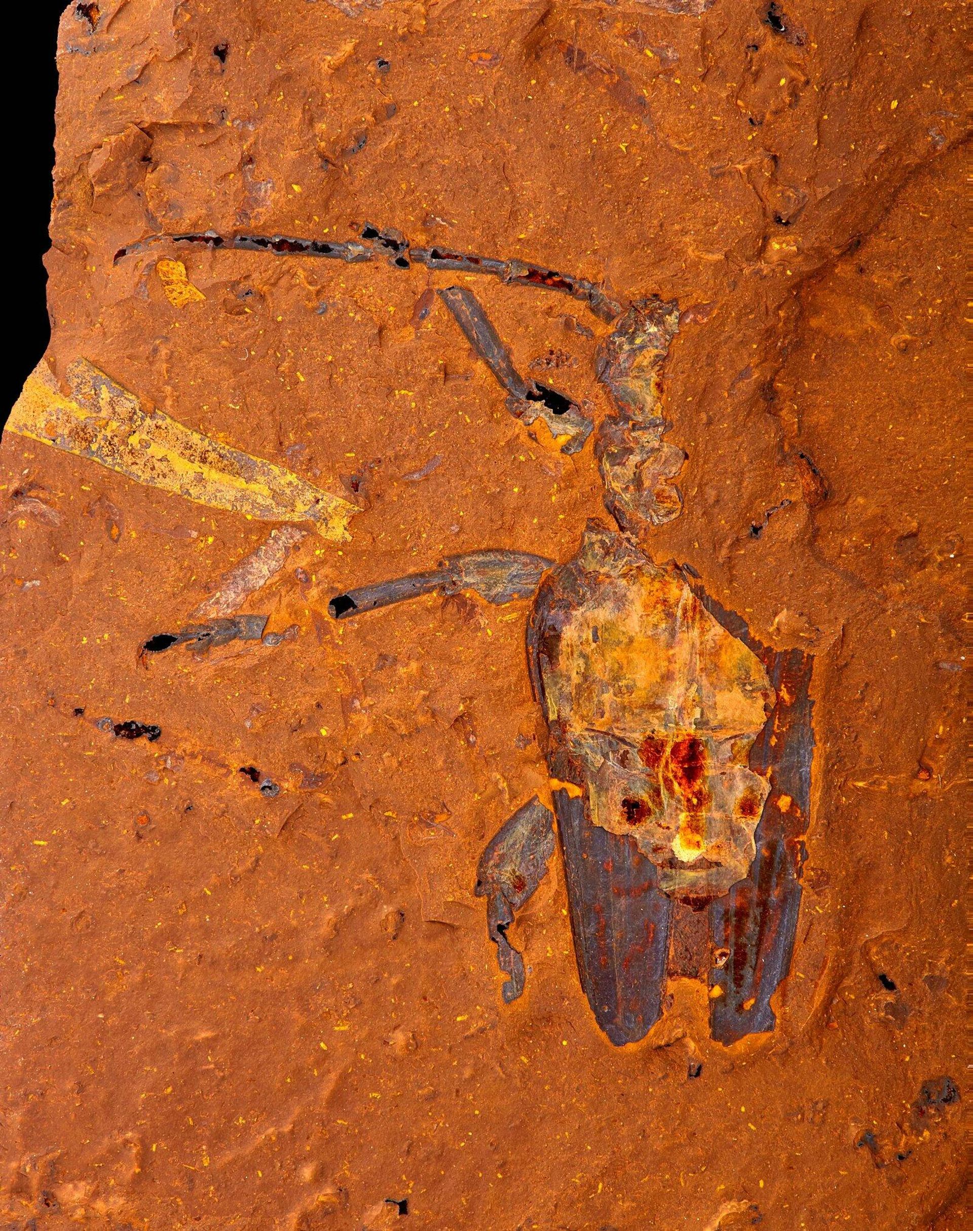 Ancient fossil of Longhorn beetle Ancient fossil of Longhorn beetle - Sputnik International, 1920, 11.01.2022