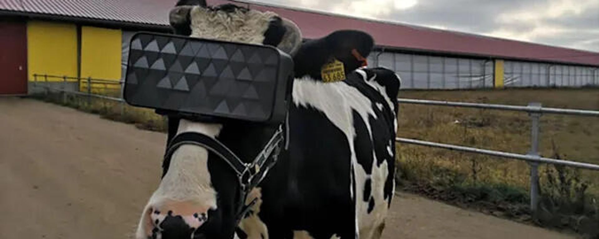 VR Cow from Moscow region VR Cow from Moscow region - Sputnik International, 1920, 12.01.2022