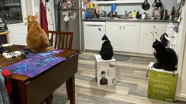 Cats - Sputnik International