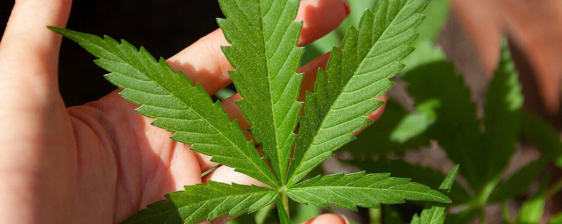 Cannabis - Sputnik International, 1920, 01.08.2022