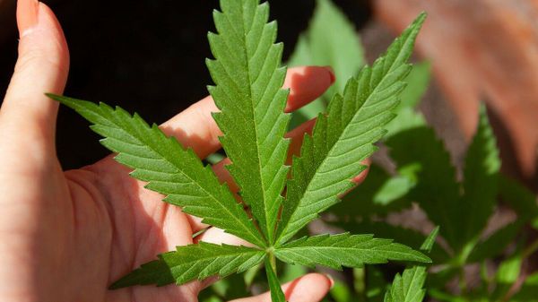 Cannabis - Sputnik International
