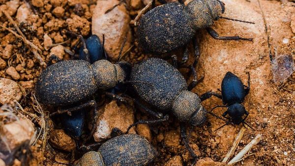 Beetle bug - Sputnik International