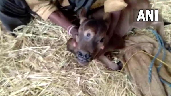 Three-eyed cow born in Rajnandgaon district worshipped as reincarnation of god Shiva - Sputnik International