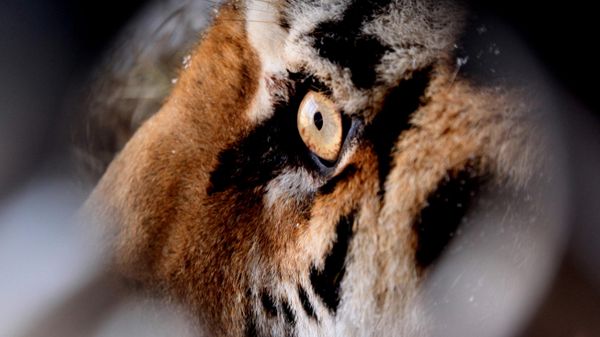  Tiger's eye  - Sputnik International