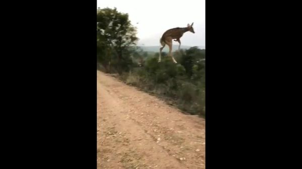 And the gold medal for long & high jump goes to... - Sputnik International