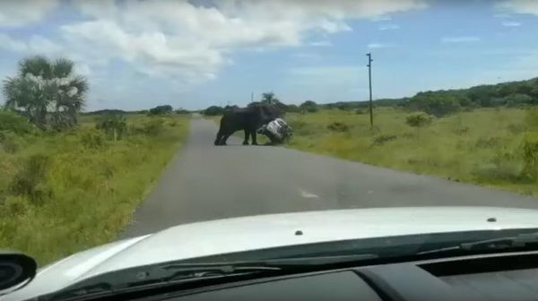 Elephant overturns vehicle at iSimangaliso Wetland Park - Sputnik International