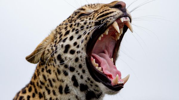 Leopard  - Sputnik International