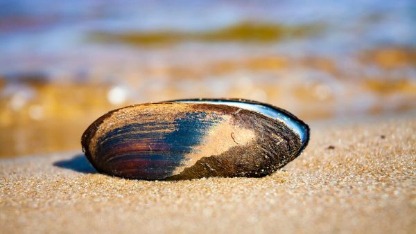 Bivalve molluscs 

  - Sputnik International