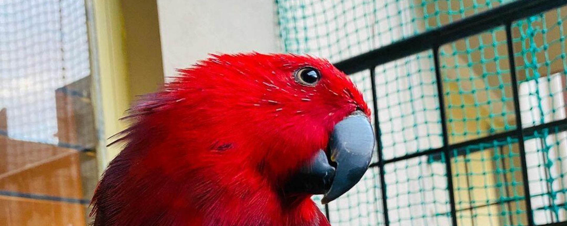 Parrot Parrot - Sputnik International, 1920, 19.01.2022