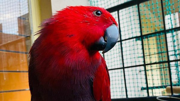 Parrot - Sputnik International