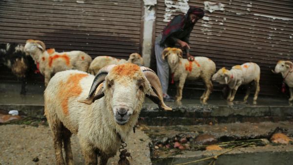 A man cleans his sheep with rainwater as he waits for customers at a market on the eve of the Muslim festival of Eid al-Adha in Jammu, India, Tuesday, July 20, 2021 - Sputnik International