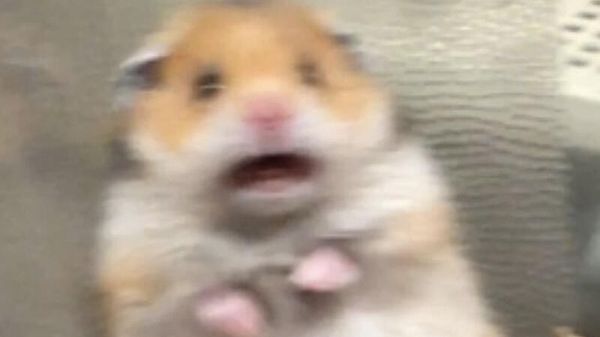 Hamster scared  - Sputnik International