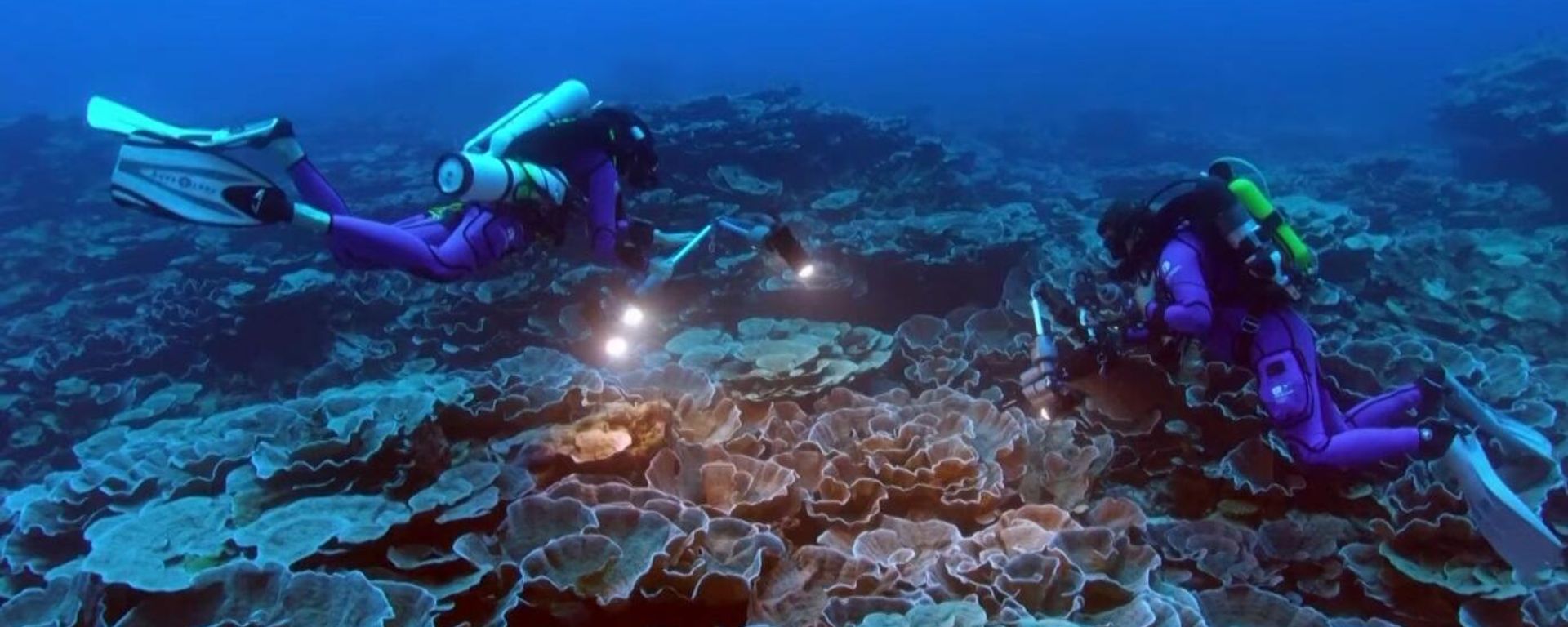 Pristine coral reef found off Tahiti Pristine coral reef found off Tahiti - Sputnik International, 1920, 21.01.2022