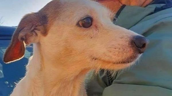 Millie, a three-year-old Jack Russell - Sputnik International
