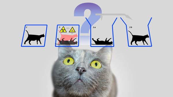 Schrödinger's Cat  - Sputnik International