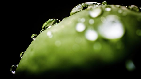 A green apple - Sputnik International