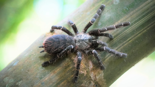 The tarantula Taksinus bambus in its habitat. - Sputnik International