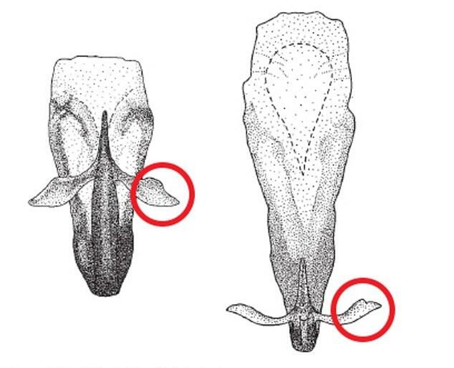 Common with most leafhoppers, the species has uniquely-shaped male reproductive organs - in this case partially leaf-shaped - Sputnik International, 1920, 28.01.2022