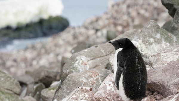 An Adelie penguin stands on a rock as scientists investigate the impact of climate change on Antarctica's penguin populations, on the eastern side of the Antarctic Peninsula, Antarctica, January 16, 2022. Picture taken January 16, 2022.  - Sputnik International