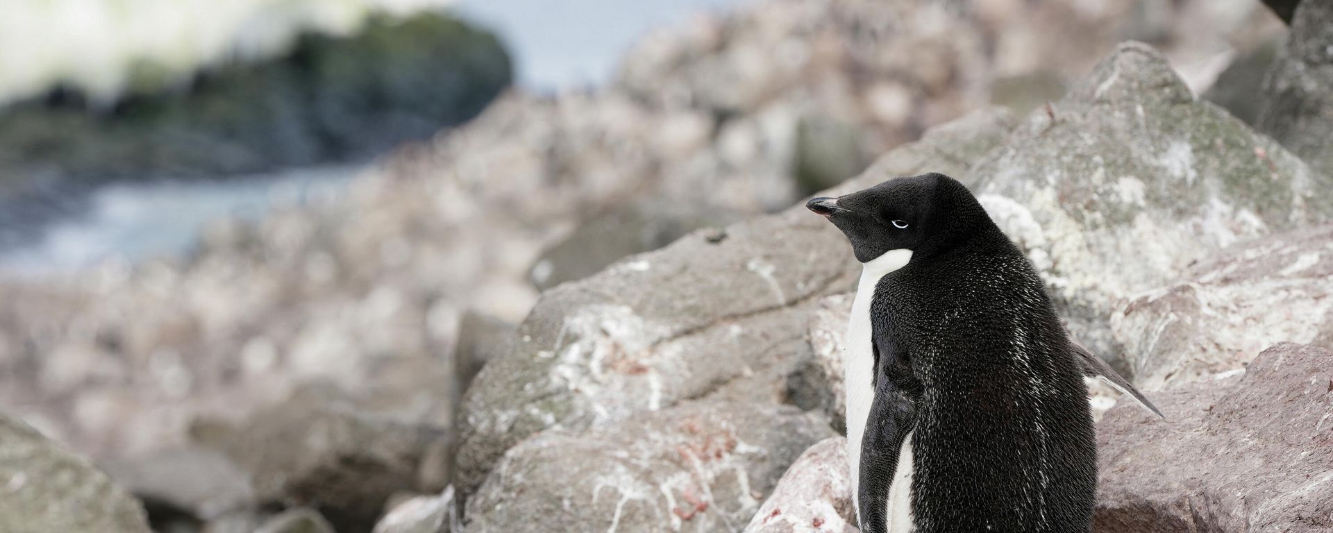 An Adelie penguin stands on a rock as scientists investigate the impact of climate change on Antarctica's penguin populations, on the eastern side of the Antarctic Peninsula, Antarctica, January 16, 2022. Picture taken January 16, 2022. An Adelie penguin stands on a rock as scientists investigate the impact of climate change on Antarctica's penguin populations, on the eastern side of the Antarctic Peninsula, Antarctica, January 16, 2022. Picture taken January 16, 2022. - Sputnik International, 1920, 14.02.2022