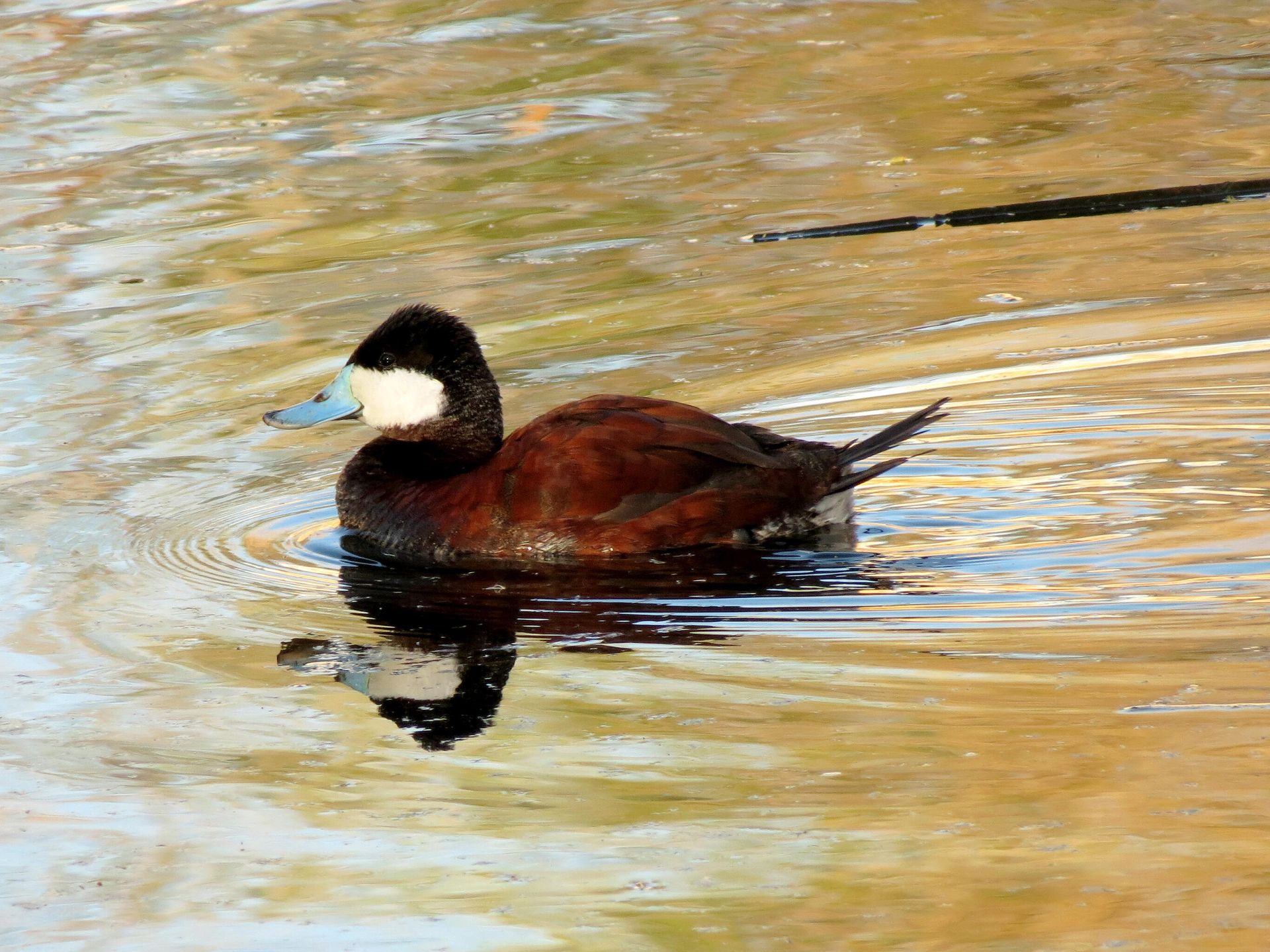 Ruddy Duck - Sputnik International, 1920, 30.01.2022