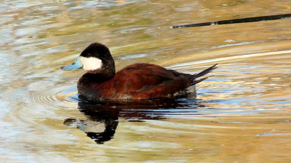 Ruddy Duck - Sputnik International
