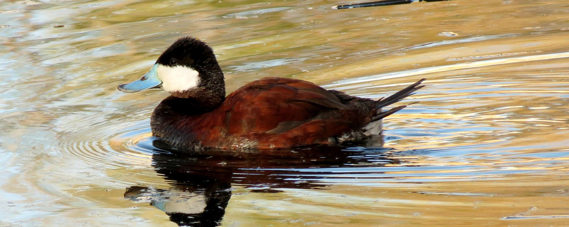 Ruddy Duck Ruddy Duck - Sputnik International, 1920, 26.01.2023