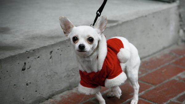 Santa Rat Dog - Sputnik International