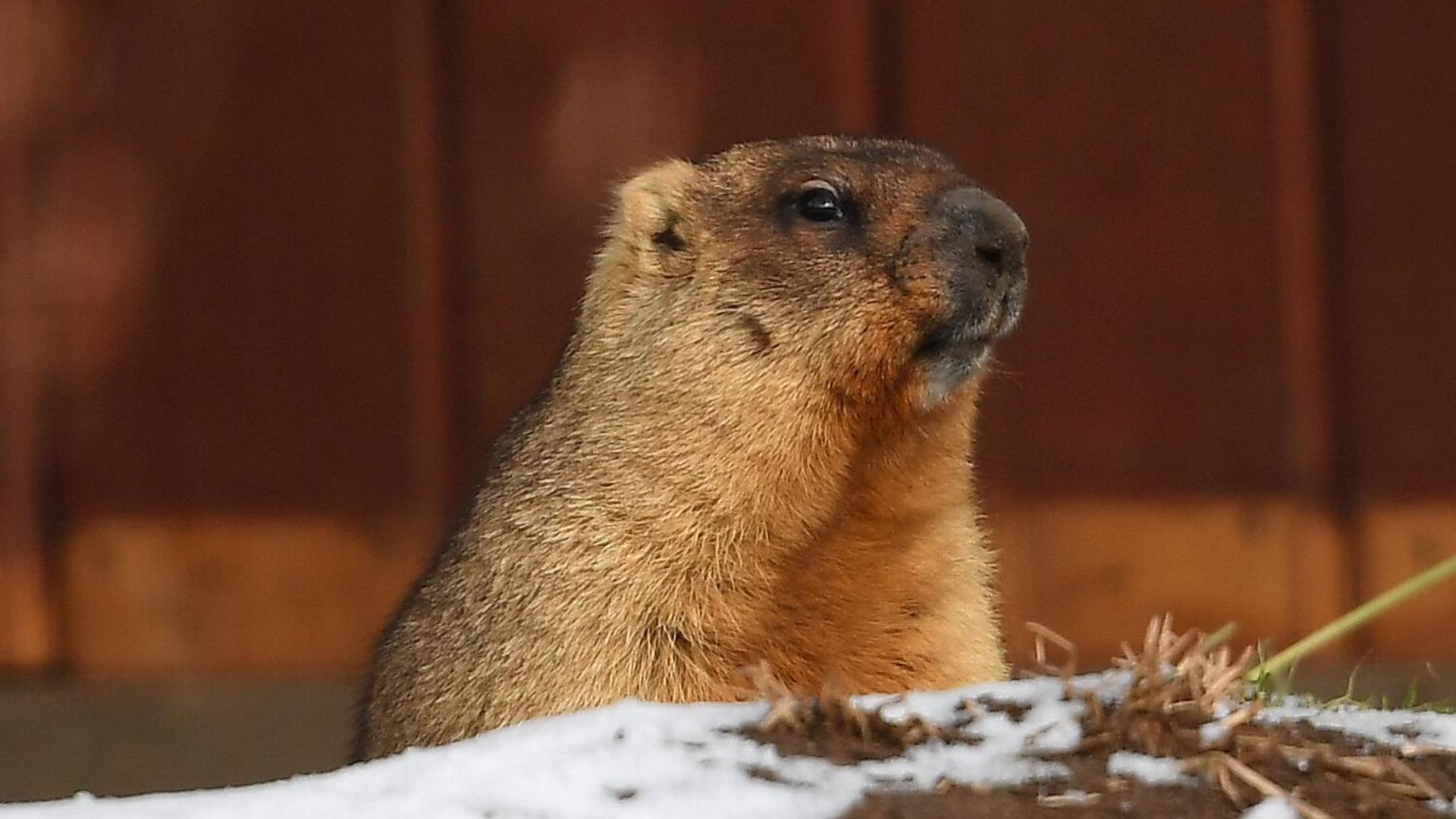 Groundhog at the Moscow Zoo, file photo. - Sputnik International, 1920, 02.02.2022