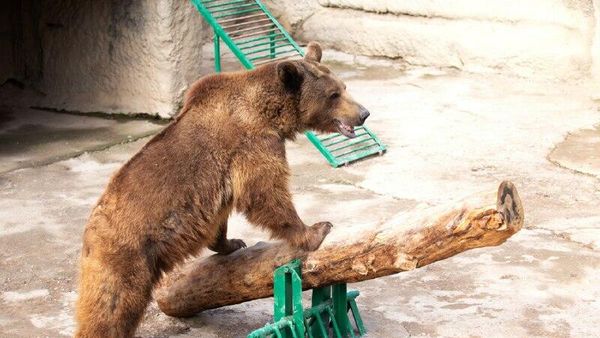 Caucasian brown bear named Zuzu - Sputnik International