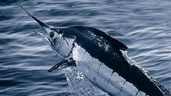 Marlin - Sputnik International