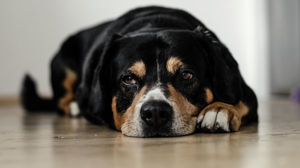 A sad dog - Sputnik International