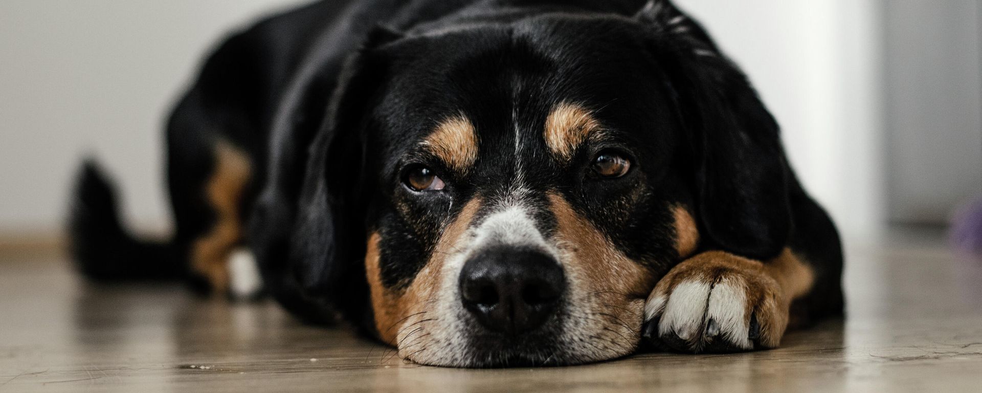 A sad dog A sad dog - Sputnik International, 1920, 30.10.2023