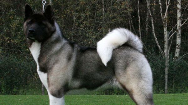 American Akita American Akita - Sputnik International