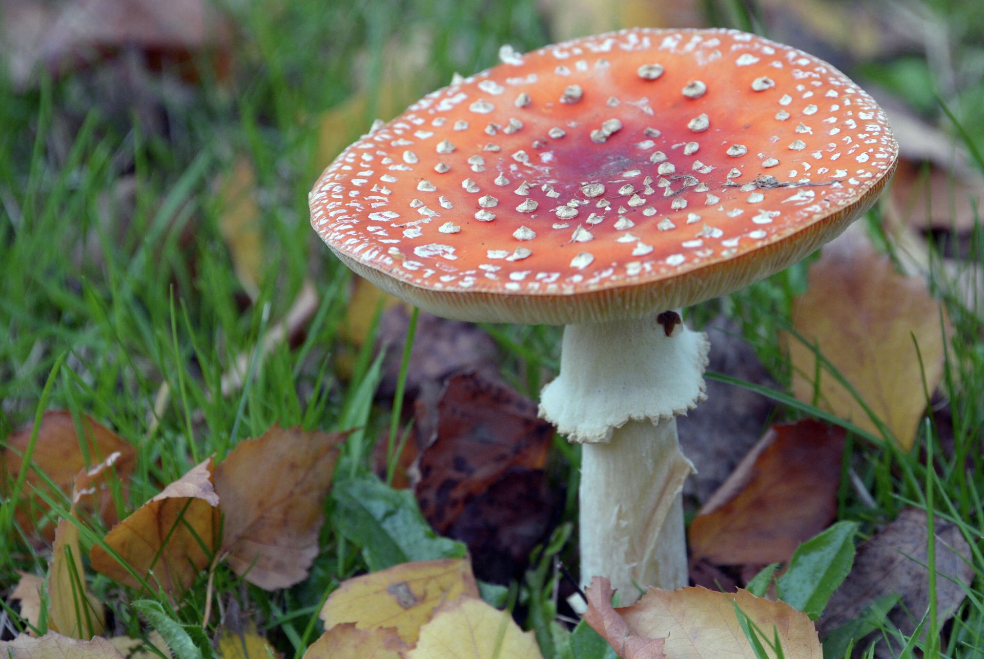 A fly agaric (Amanita muscaria) fungus is one of the most iconic and distinctive of fungi, with its red cap and white spots, is renowned for its toxicity and hallucinogenic properties. A fly agaric (Amanita muscaria) fungus is one of the most iconic and distinctive of fungi, with its red cap and white spots, is renowned for its toxicity and hallucinogenic properties. - Sputnik International, 1920, 05.02.2022